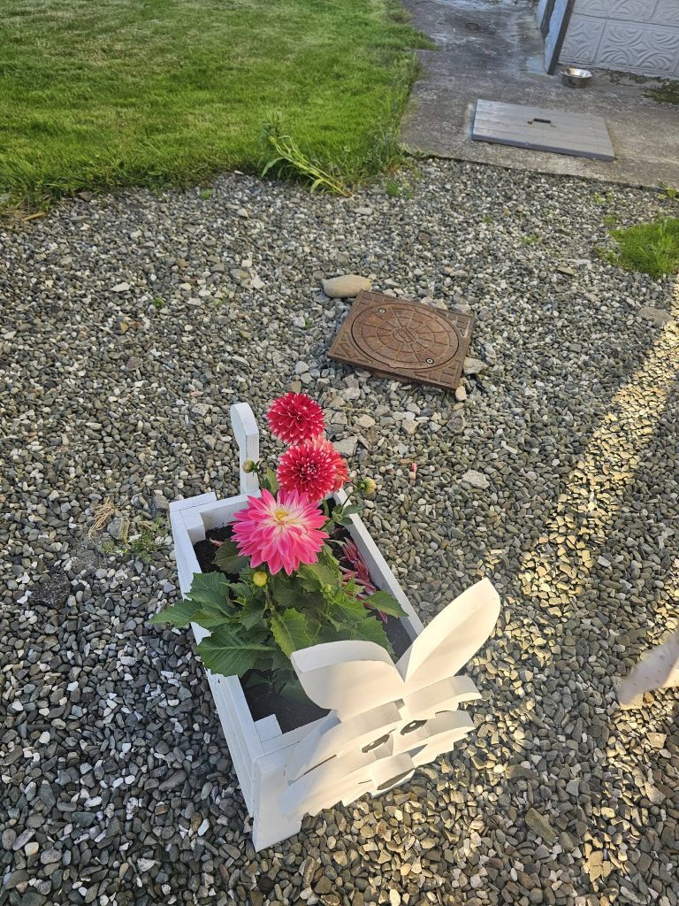 Donica Dobra obsadzona różowymi daliami